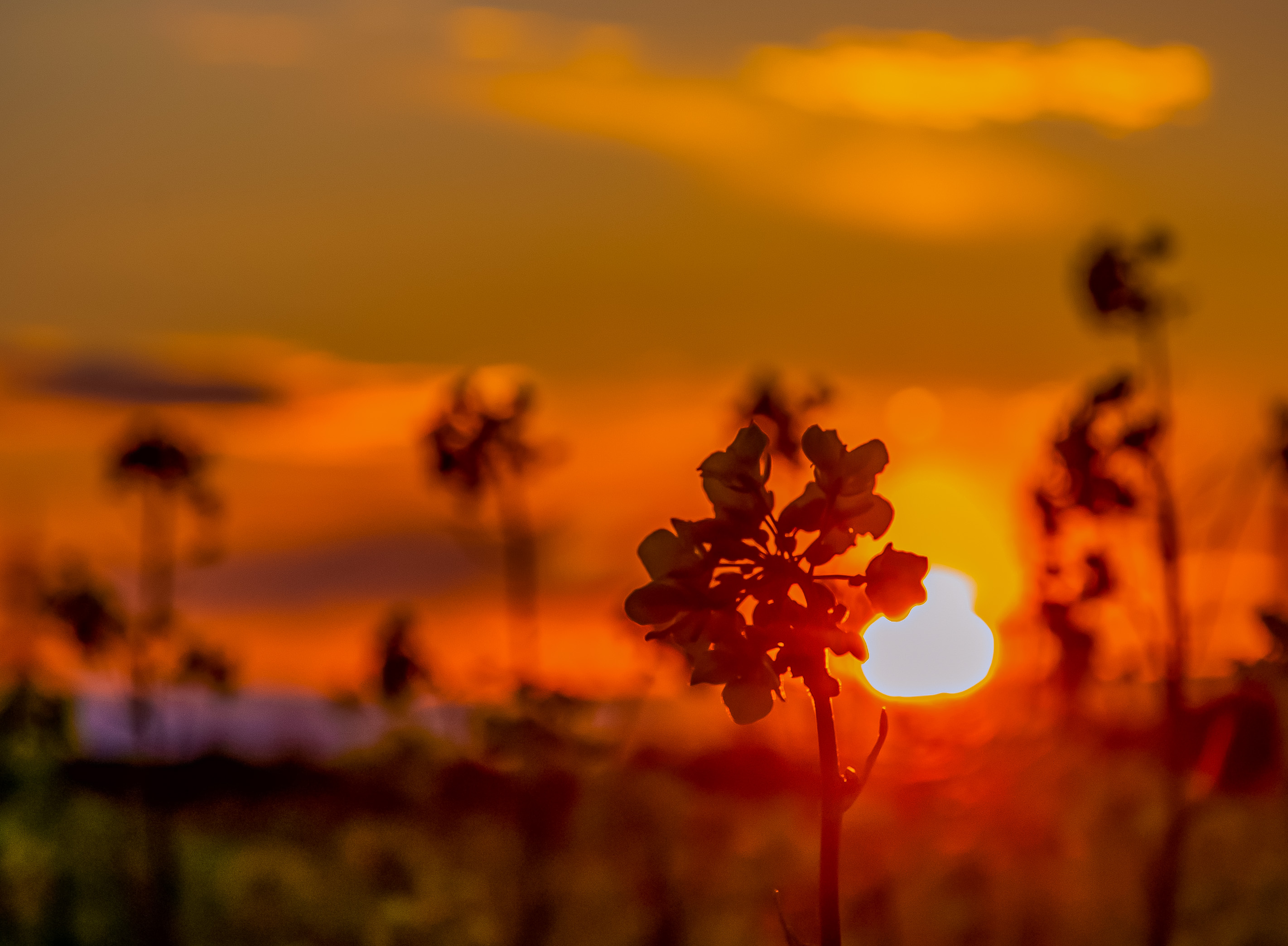 Tuana Sevik - Creative Work